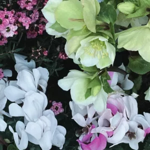 Coupe de plantes – Image 3